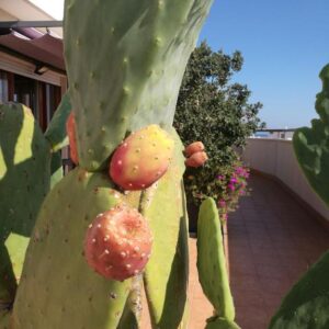 Scopri l’Isola Azzurra: Un Appartamento a Monopoli per le Vacanze da Sogno!