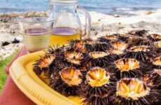 Scopri il Porto Di Ciccia’: Alloggia in un B&B o in un Appartamento a Monopoli!