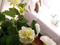 Bed & Breakfast Lecce: Attico Barocco