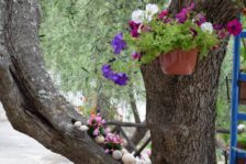 Campeggio San Menaio: Camping Valle d’oro