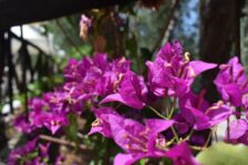 Campeggio San Menaio: Camping Valle d’oro