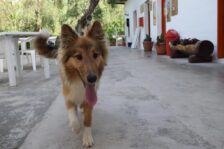 Campeggio San Menaio: Camping Valle d’oro