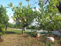 Agli Ospiti Piace Molto Passeggiare Per Il Quartiere! Castellana Grotte: Fontana Vecchia B&B