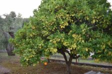 Campeggio San Menaio: Camping Valle d’oro