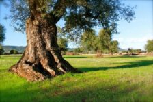 Casa Di Campagna Fasano: Masseria Salamina