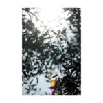 Casa Di Campagna Fasano: Masseria Salamina