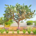 Scopri il Lusso dei B&B Fellini Gallipoli: Un’Esperienza Unica nel Cuore della Città!