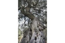 Casa Di Campagna Fasano: Masseria Alchimia