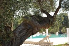 Agriturismo Savelletri di Fasano: Agriturismo Masseria San Leonardo