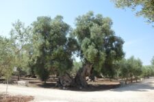 Agriturismo Savelletri di Fasano: Agriturismo Masseria San Leonardo