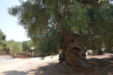 Agriturismo Savelletri di Fasano: Agriturismo Masseria San Leonardo